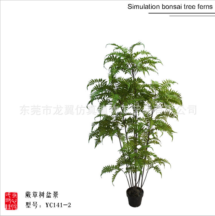 波斯葉草蘇鐵葉腎蕨室內(nèi)軟裝擺件  波斯葉草直銷 波斯葉草產(chǎn)品 波斯葉草報(bào)價(jià) 東莞波斯葉草 波斯葉草批發(fā)