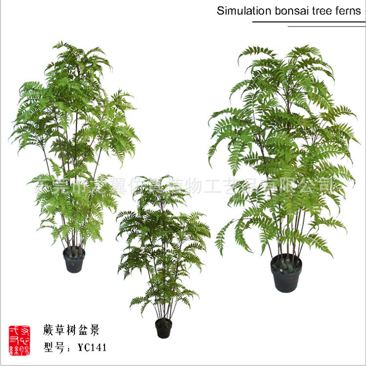 波斯葉草蘇鐵葉腎蕨室內(nèi)軟裝擺件  波斯葉草直銷 波斯葉草產(chǎn)品 波斯葉草報(bào)價(jià) 東莞波斯葉草 波斯葉草批發(fā)