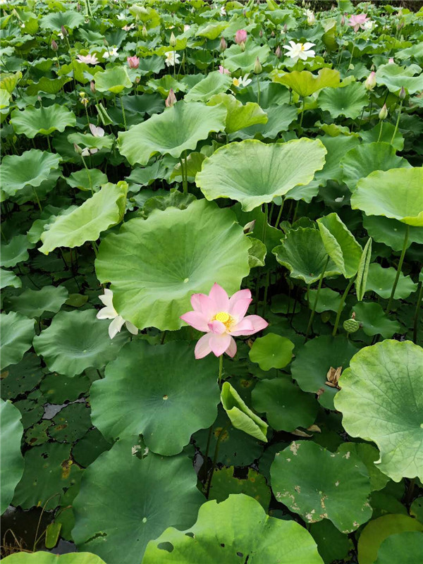 貴州荷花批發(fā)，貴州荷花批發(fā)價格，貴州荷花批發(fā)基地，貴州荷花種植基地 ?？诤苫ǚN植基地