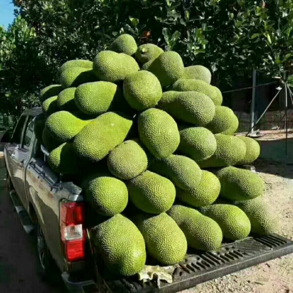 海南新鮮菠蘿蜜