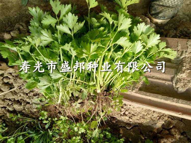 芹菜苗壽光苗廠批發(fā)芹菜苗 美國西芹 加州王 皇后 有機山芹 穴盤苗