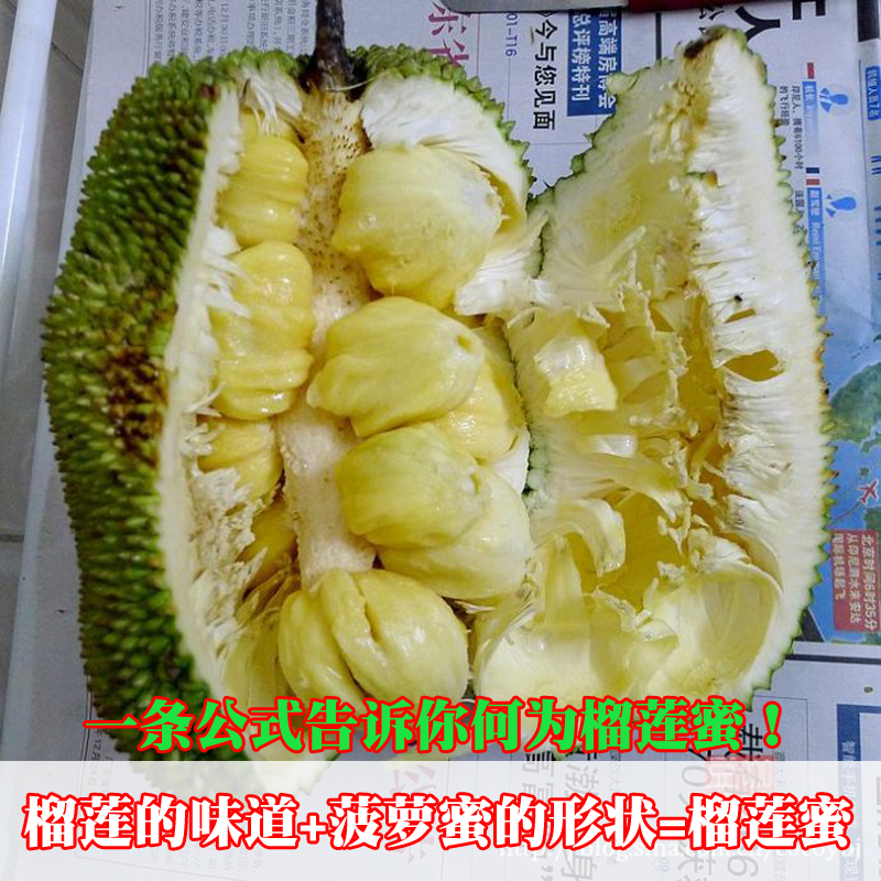 海南榴蓮蜜樹苗 海南菠蘿榴蓮蜜苗 小菠蘿蜜嫁接苗 南方種植榴蓮蜜果樹苗
