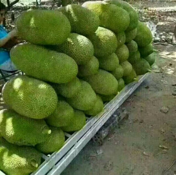 海南新鮮菠蘿蜜