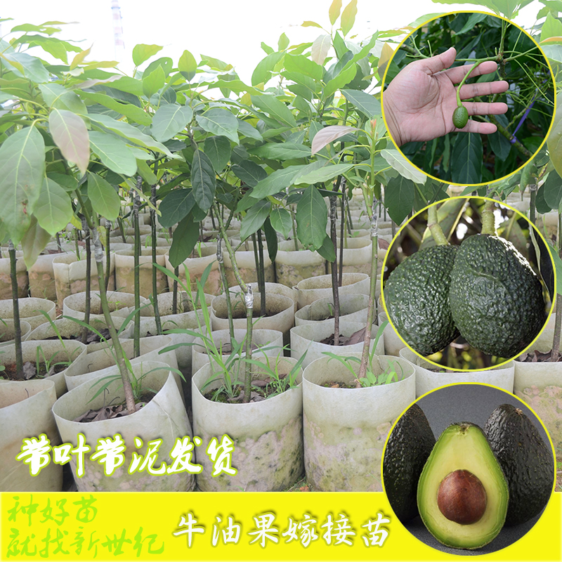 墨西哥牛油果樹苗 哈斯牛油果嫁接樹苗 桂墾牛油果苗 南方種盆栽 牛油果苗批發(fā)