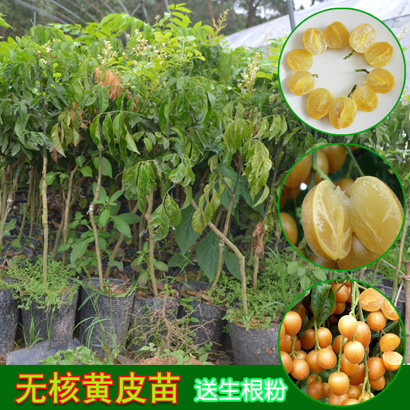 黃皮果苗 黃皮果苗 果樹苗木 無核黃皮樹苗 雞心黃皮樹苗 黑黃皮苗 嫁接苗 合作社基地批發(fā)優(yōu)質(zhì)果樹苗