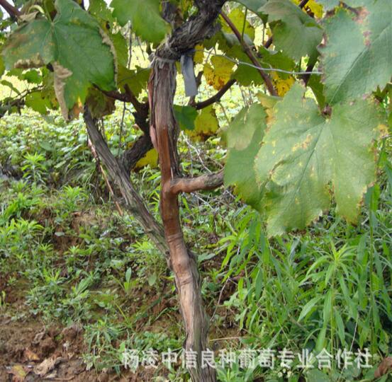 維多利亞供應(yīng)商  維多利亞 維多利亞葡萄苗 維多利亞批發(fā) 維多利亞批發(fā) 維多利亞價格