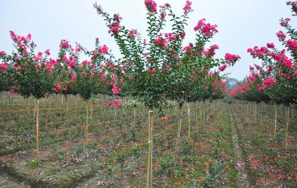 江蘇紫薇苗木基地，江蘇紫薇苗木價格，江蘇紫薇苗木批發(fā)價格