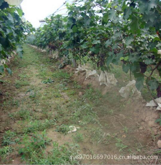 供應(yīng)陽光玫瑰  陽光玫瑰 陽光玫瑰批發(fā) 陽光玫瑰葡萄價(jià)格 陽光玫瑰種植基地 陽光玫瑰葡萄苗