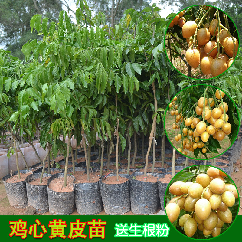 黃皮果苗 黃皮果苗 果樹苗木 無核黃皮樹苗 雞心黃皮樹苗 黑黃皮苗 嫁接苗 合作社基地批發(fā)優(yōu)質(zhì)果樹苗