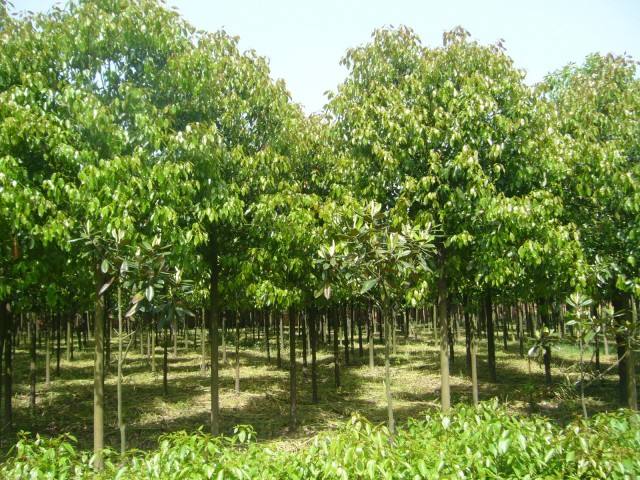 江蘇欒樹基地，江蘇欒樹苗木種植基地，*欒樹專業(yè)供應(yīng)商