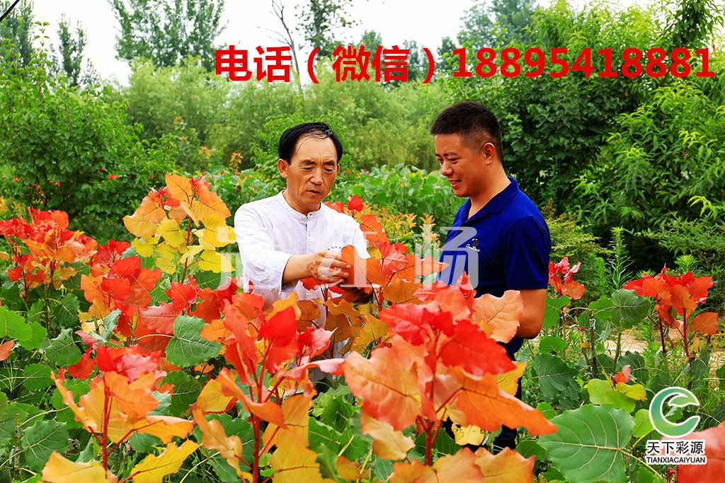 冠紅楊的用處 冠紅楊冠紅楊的用處 冠紅楊是什么？冠紅楊的用處