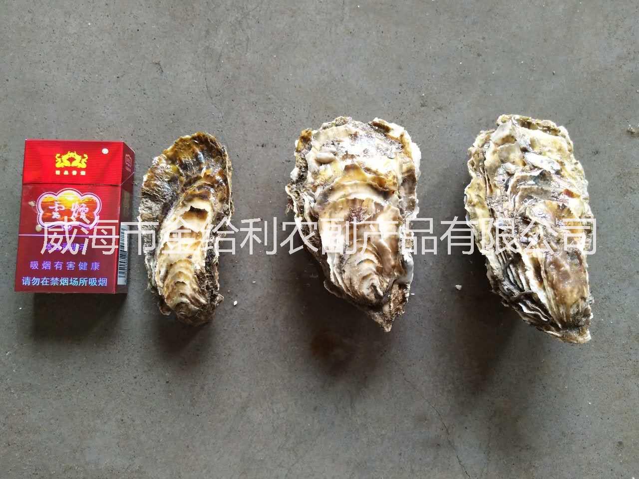 供應(yīng)乳山牡蠣在哪里批發(fā) 北京生蠔產(chǎn)地供應(yīng)