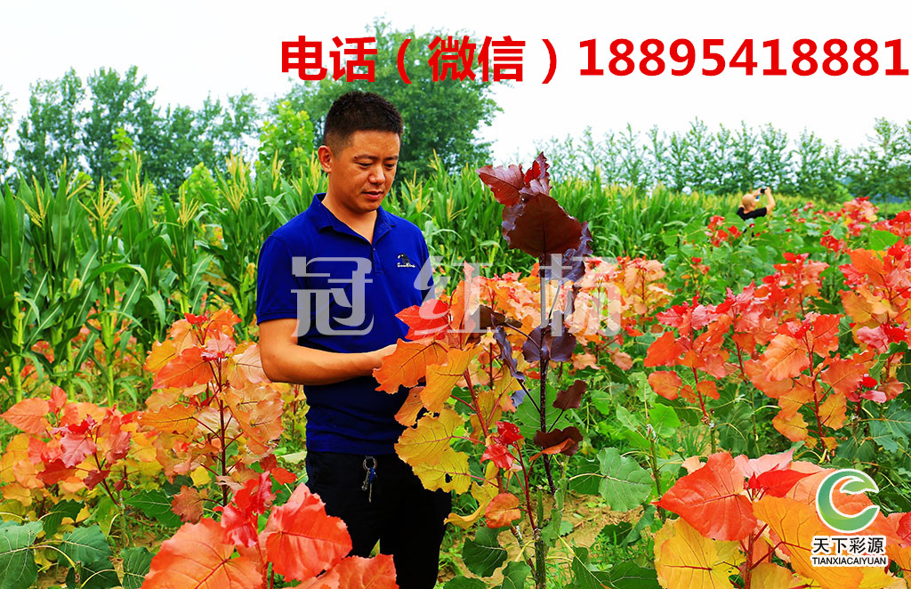 冠紅楊的用處 冠紅楊冠紅楊的用處 冠紅楊是什么？冠紅楊的用處