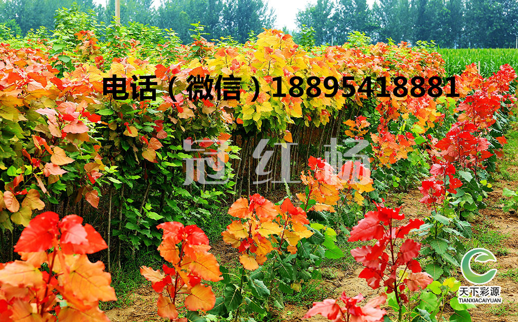 冠紅楊的優(yōu)點、冠紅楊是什么？冠紅楊的用途 綠化先鋒樹種冠紅楊的優(yōu)點