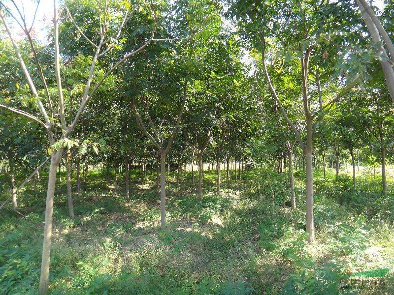 江蘇欒樹基地，江蘇欒樹苗木種植基地，*欒樹專業(yè)供應(yīng)商