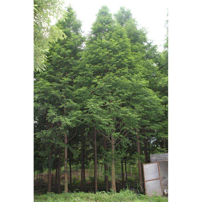 江蘇水杉種植基地，大豐金葉水杉種植基地，大豐水杉苗木基地