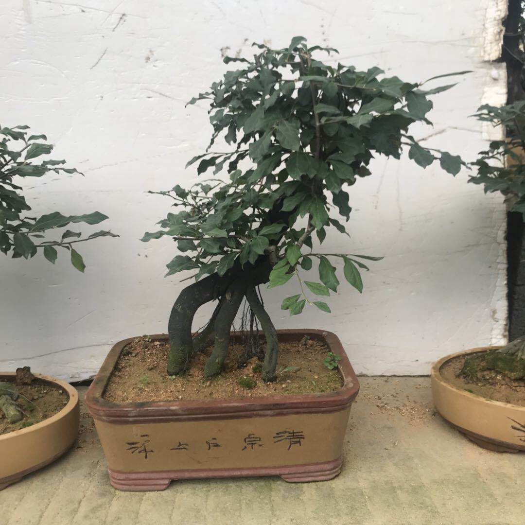 金彈子盆景_金彈子盆景供應(yīng)商_河南金彈子盆景供應(yīng)商