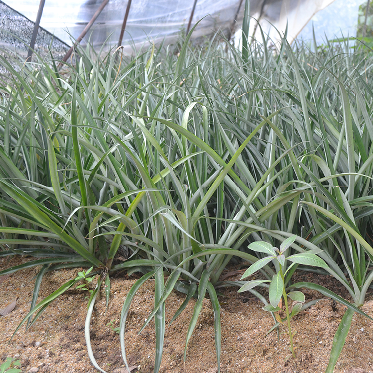 臺(tái)灣無(wú)刺金菠蘿苗 臺(tái)灣金鉆鳳梨苗 香水菠蘿苗 地菠蘿樹(shù)苗 合作社基地批發(fā)優(yōu)質(zhì)果樹(shù)苗