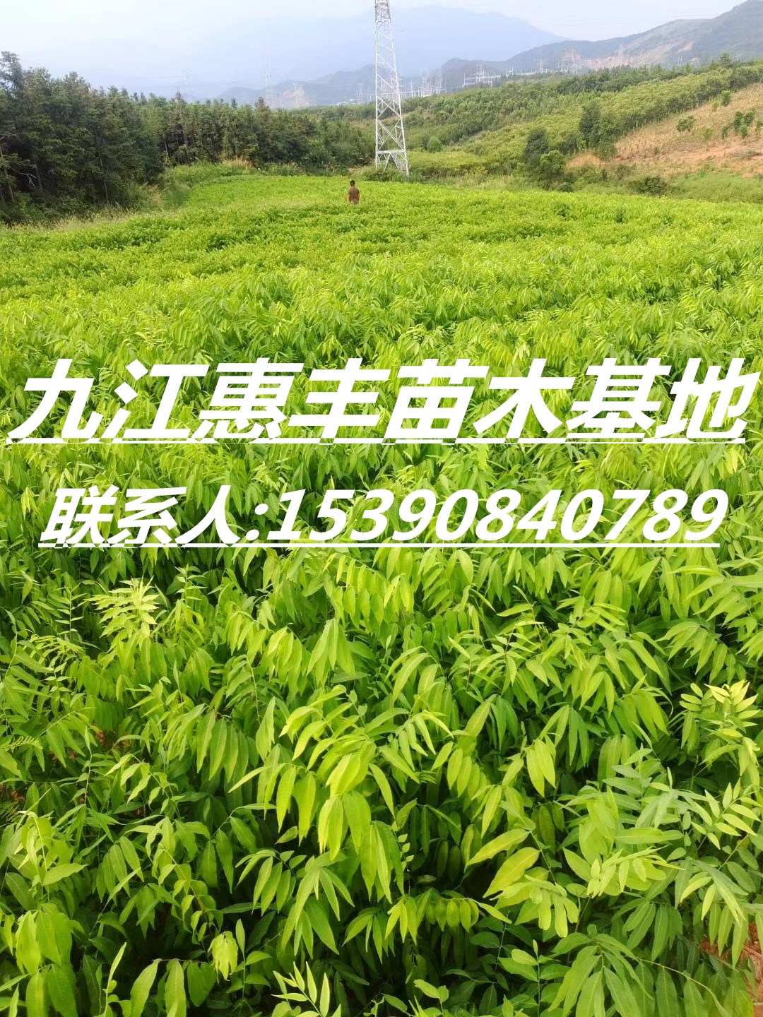無患子小苗基地/供應無患子小苗/一年生無患子小苗價格 無患子小苗.一年生無患子小苗