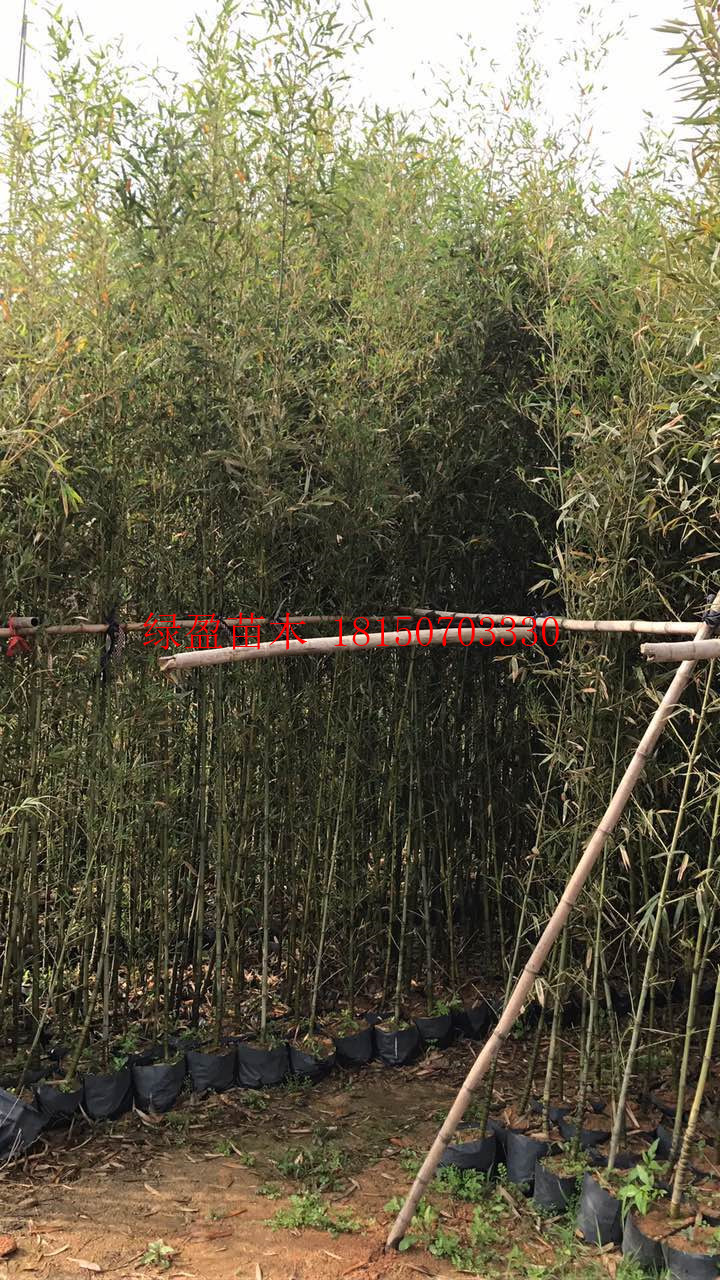 供應(yīng)羅漢竹 供應(yīng)各種規(guī)格竹子供應(yīng)羅漢竹 供應(yīng)各種規(guī)格竹子 棕櫚大型觀賞行道樹批發(fā) 基地直發(fā) 棕
