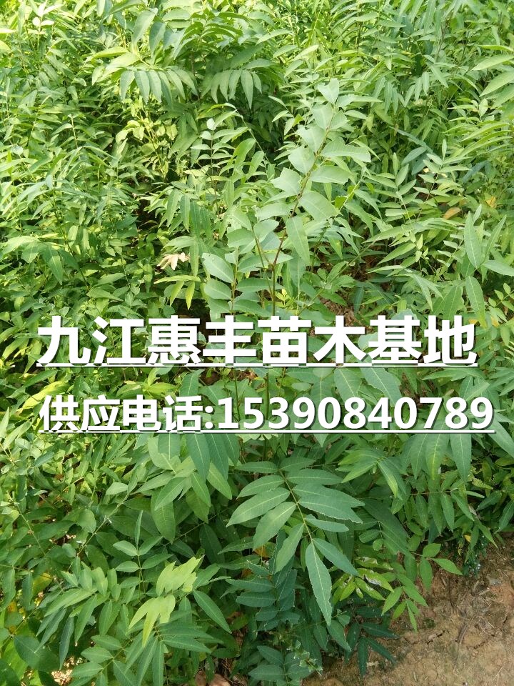 無患子小苗基地/供應無患子小苗/一年生無患子小苗價格 無患子小苗.一年生無患子小苗