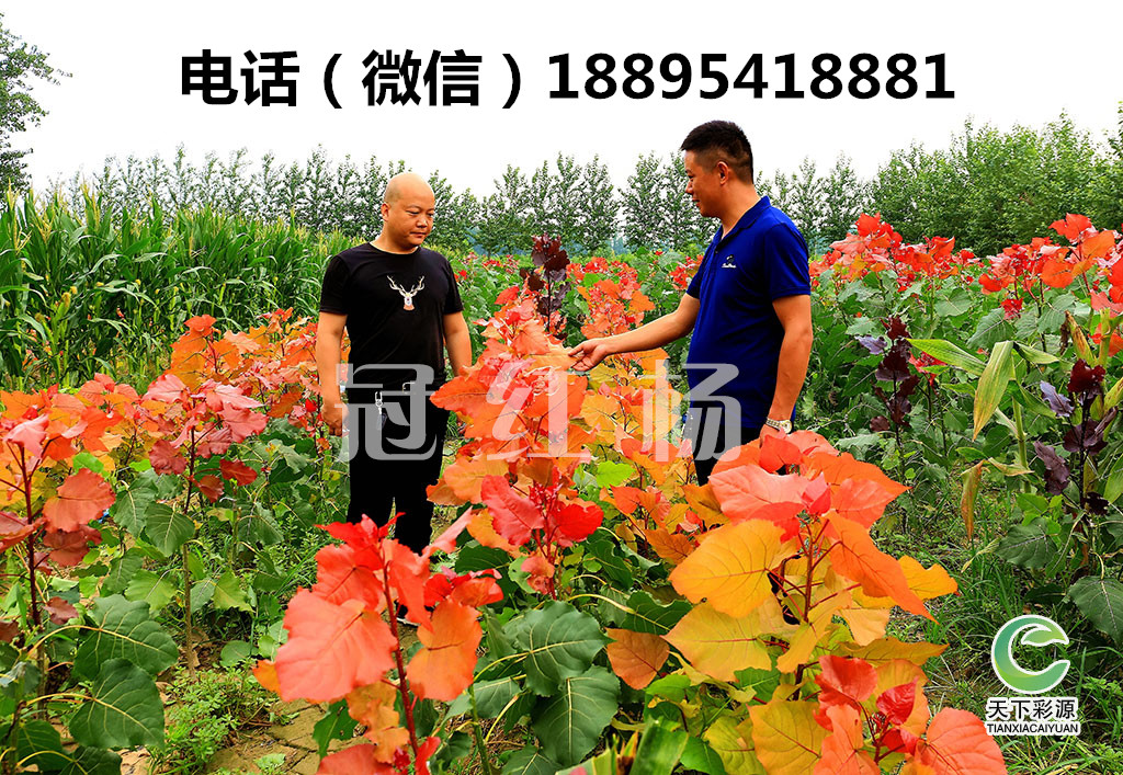 礦山修復冠紅楊是必選樹種 冠紅楊是什么