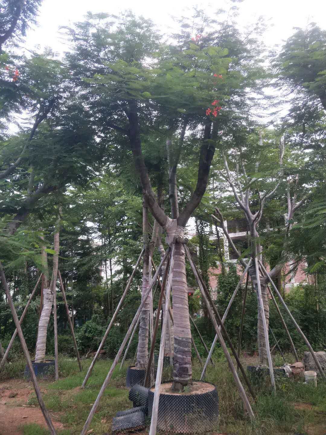 20公分鳳凰木袋苗價(jià)格多少普寧20公分鳳凰木袋苗產(chǎn)地