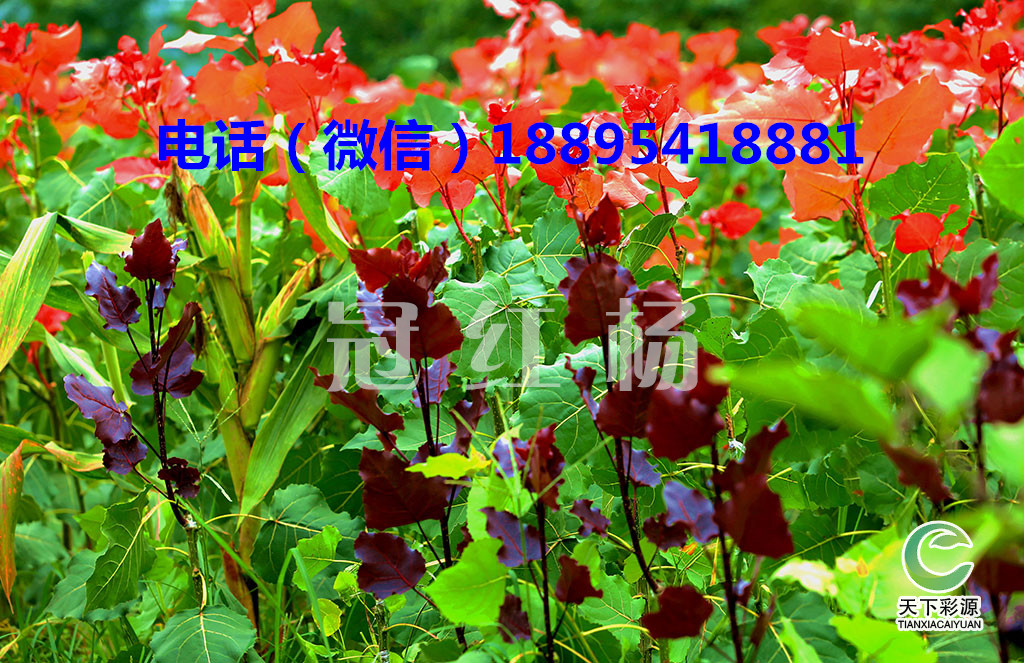 全國(guó)長(zhǎng)勢(shì)最快的彩葉楊樹種-冠紅楊 彩葉楊樹種冠紅楊為什么長(zhǎng)那么快 彩葉楊樹種冠紅楊為什么長(zhǎng)那么快