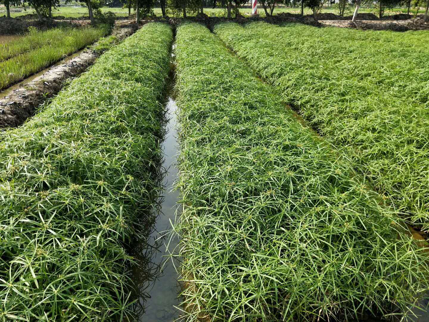 崇左風車草基地直銷｜崇左水生植物基地｜崇左哪里賣水生植物｜崇左水生植物供應商