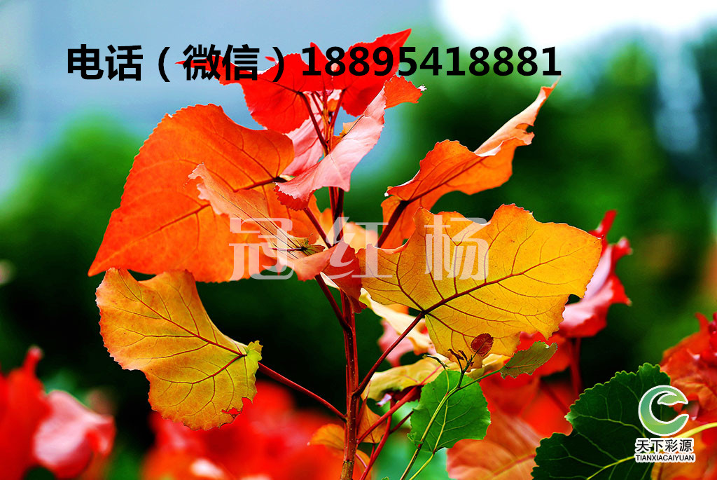 冠紅楊打造最美行道樹   冠紅楊打造最美行道樹    冠紅楊打造最美行道樹 冠紅楊打造最美行道樹冠紅楊