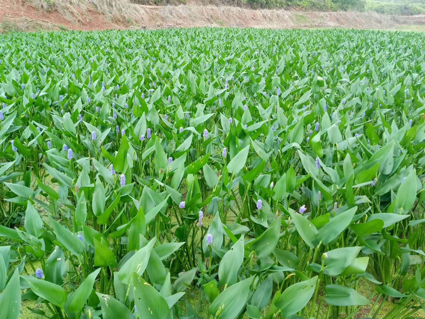 廣西水生植物|廣西水生植物批發(fā)|廣西水生植物批發(fā)基地|廣西水生植物批發(fā)價格