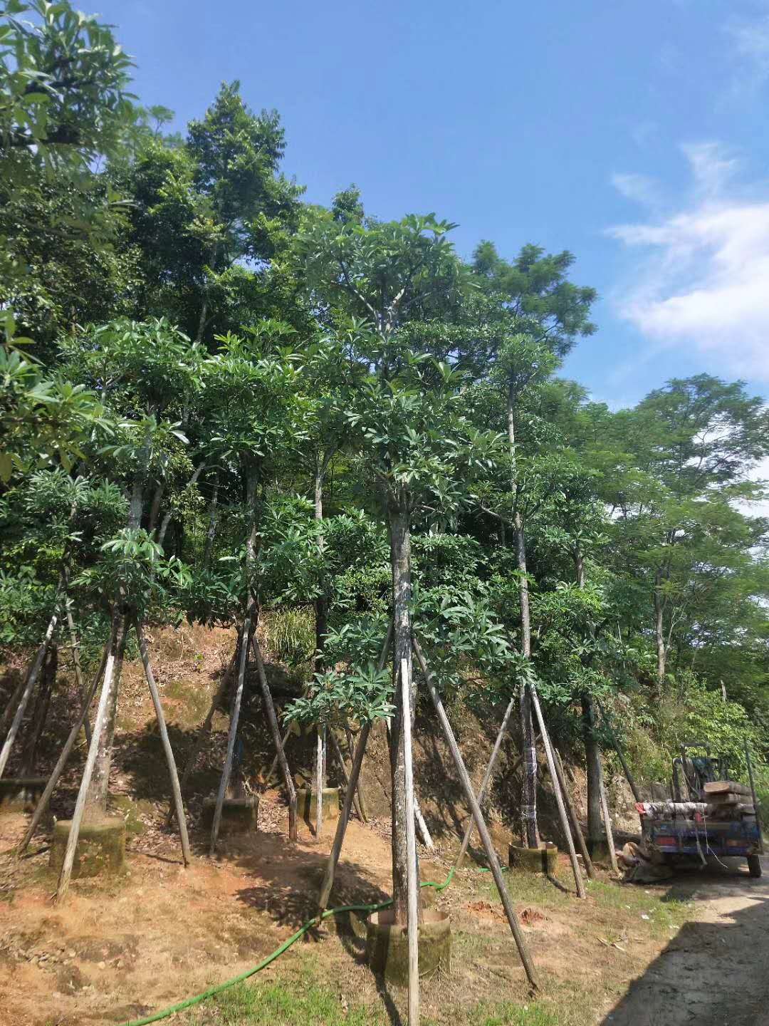 盆架子
