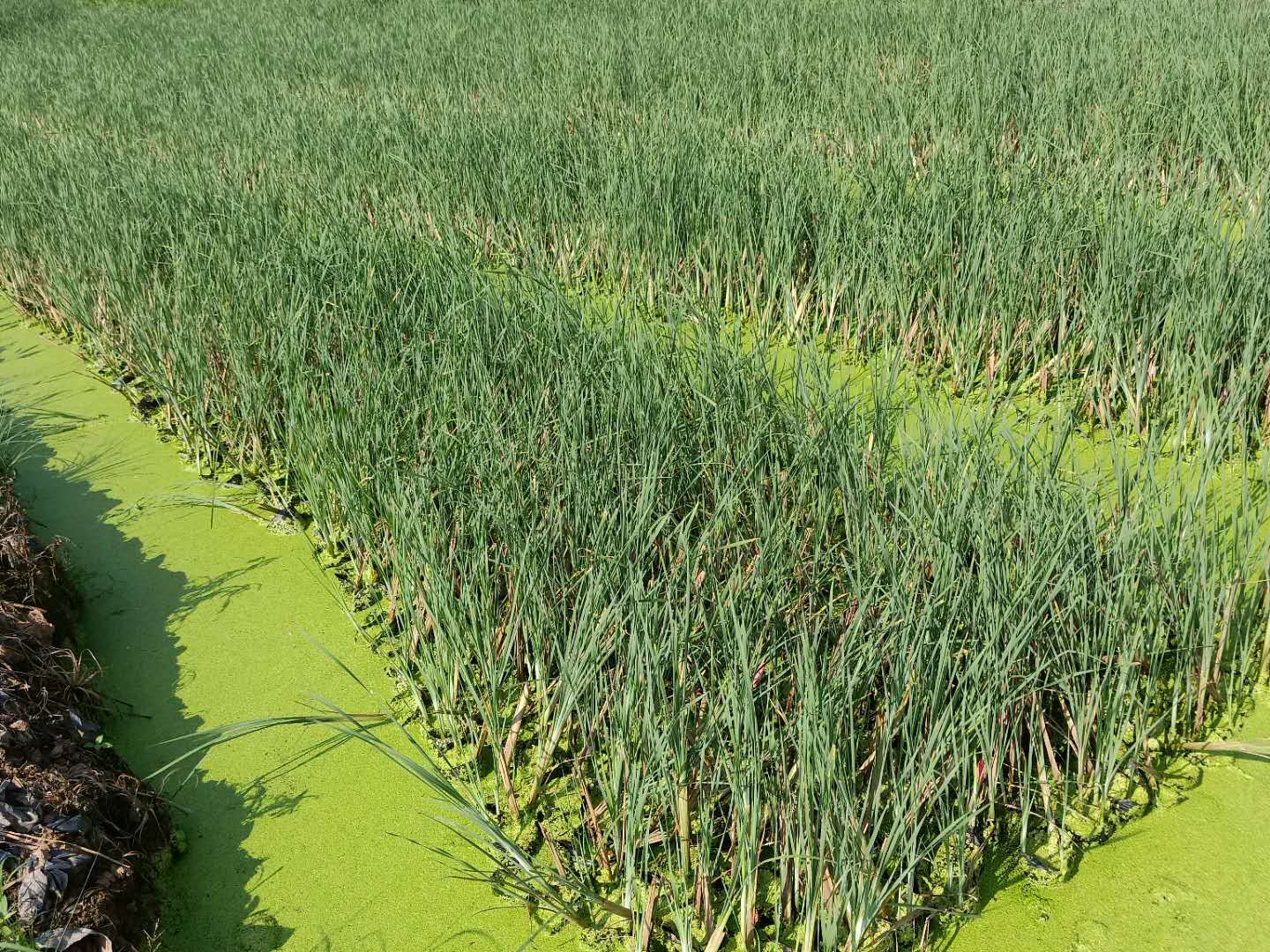貴州香蒲供應商｜貴州哪里賣香蒲｜遵義哪里賣香蒲｜安順哪里賣香蒲｜畢節(jié)，銅仁，六盤水哪里賣香蒲