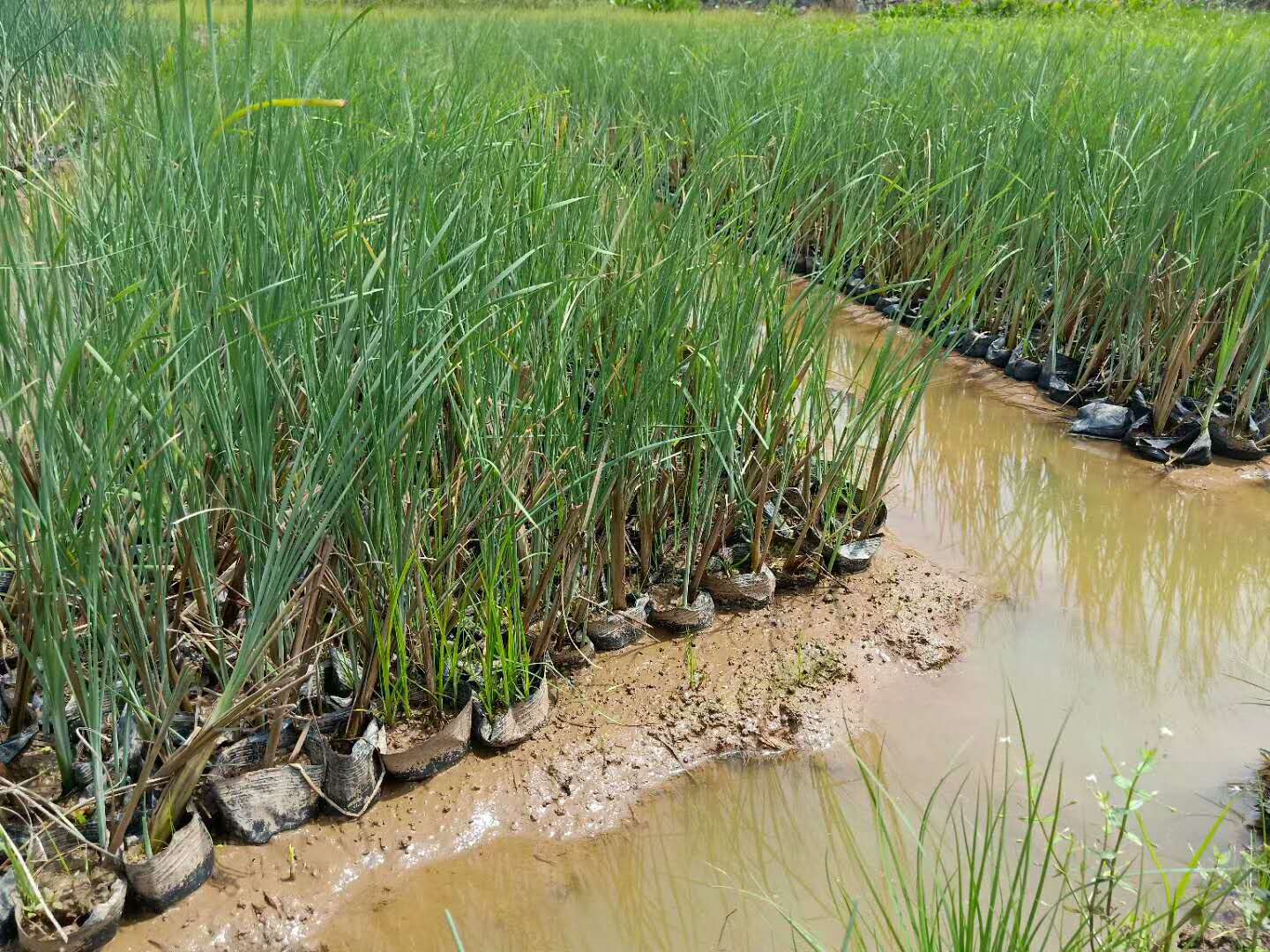 貴州香蒲供應商｜貴州哪里賣香蒲｜遵義哪里賣香蒲｜安順哪里賣香蒲｜畢節(jié)，銅仁，六盤水哪里賣香蒲