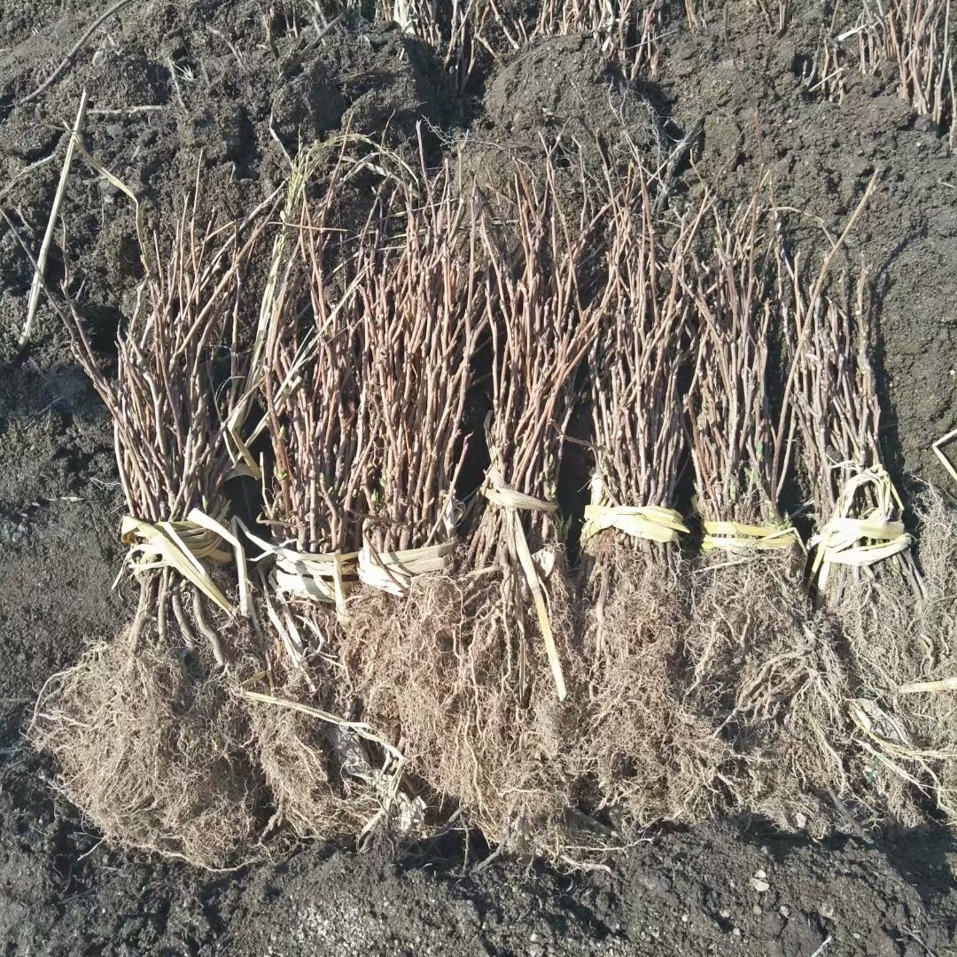 大量批發(fā)一年生東北五味子苗