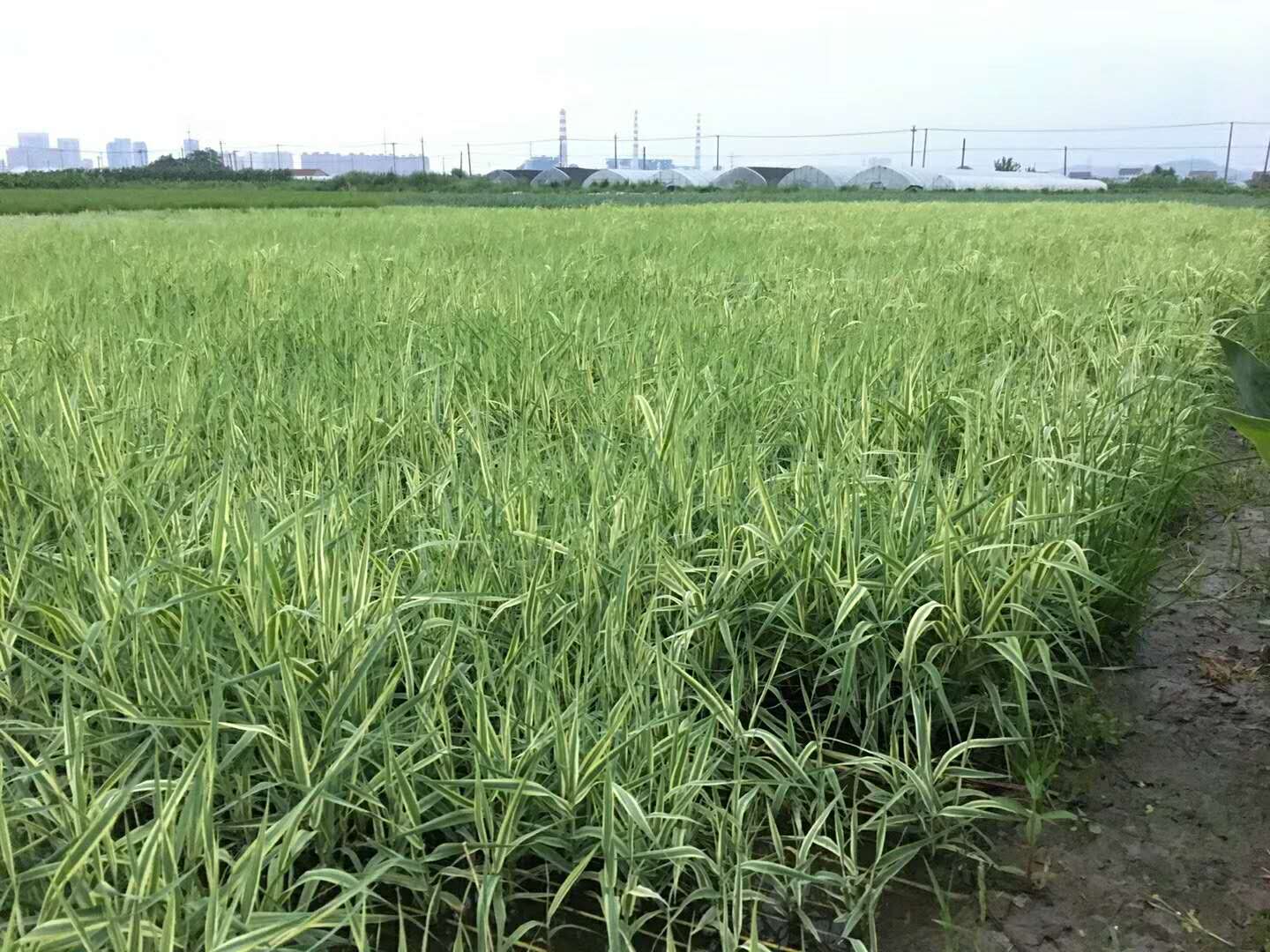 南寧花葉蘆竹基地直銷｜廣西哪里賣水生植物|南寧水生植物基地|南寧水生植物供應(yīng)商｜南寧水生植物基地直銷