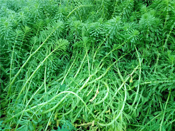 廣西狐尾藻基地直銷，貴州狐尾藻直銷，宜良水生植物批發(fā)，?？诤苍迮l(fā)直銷，南寧狐尾藻基地直銷