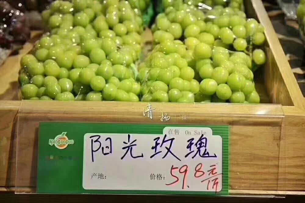 玫瑰葡萄苗 葡萄苗批發(fā) 葡萄苗廠家 陽光玫瑰葡萄苗報(bào)價 葡萄苗種植基地 陽光玫瑰葡萄苗廠家