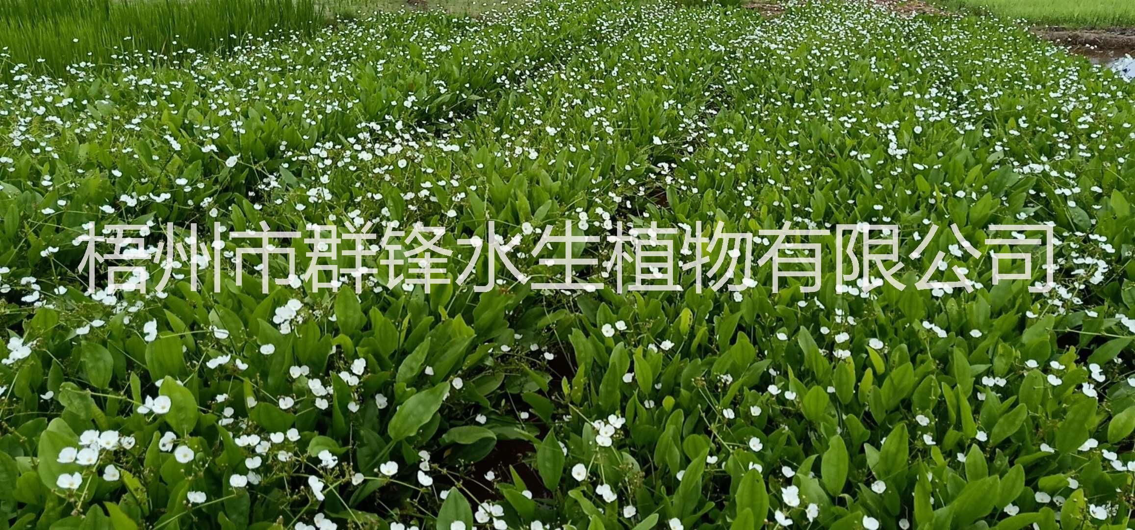 云南澤瀉直銷｜云南哪里賣澤瀉｜宜良哪里賣澤瀉｜楚雄哪里賣澤瀉｜保山哪里賣澤瀉｜騰沖大理哪里賣澤瀉