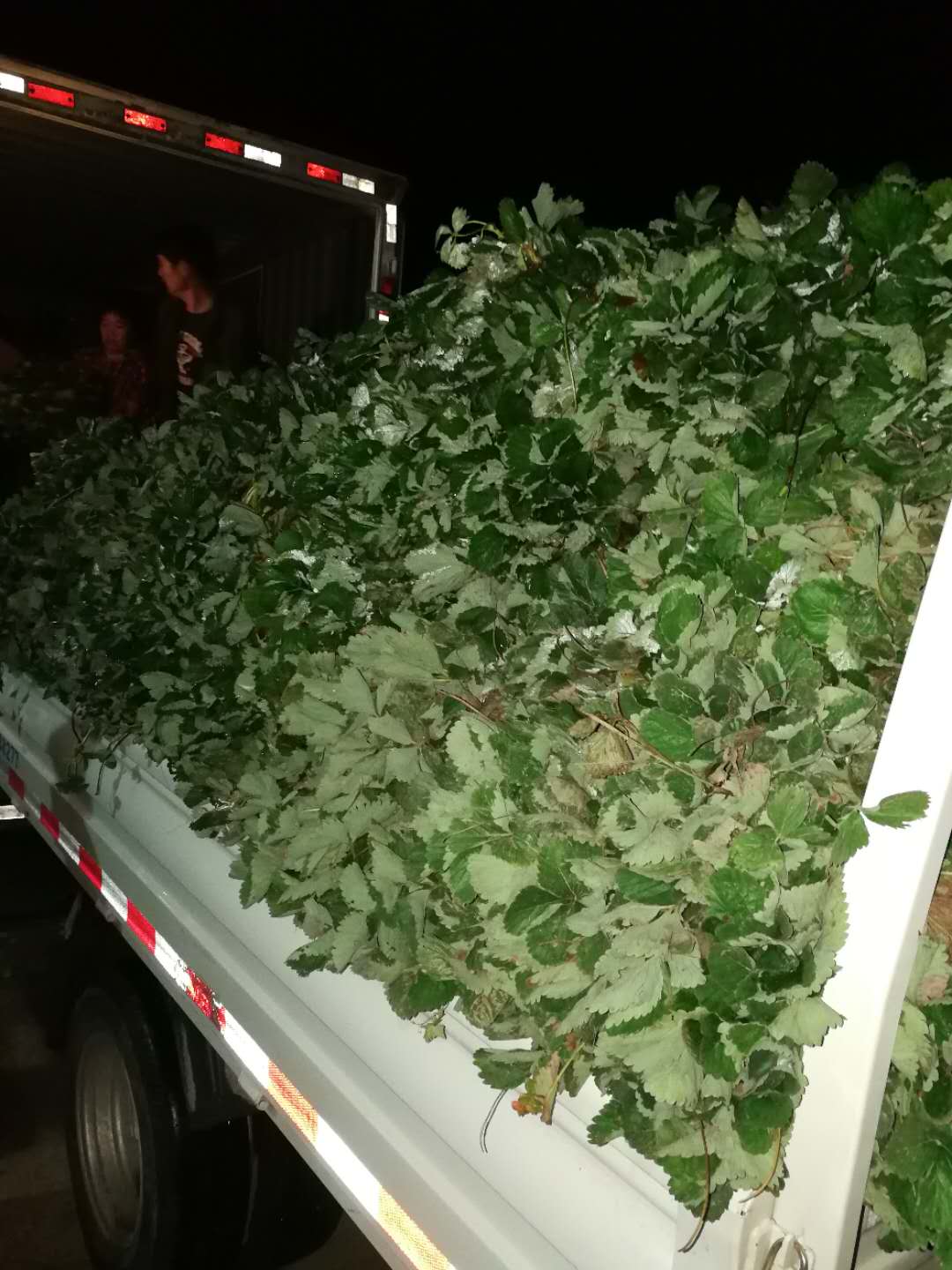 章姬草莓苗 草莓苗 草莓苗廠家 草莓苗價(jià)格 章姬草莓苗報(bào)價(jià) 章姬草莓苗供應(yīng)商 草莓苗種植基地