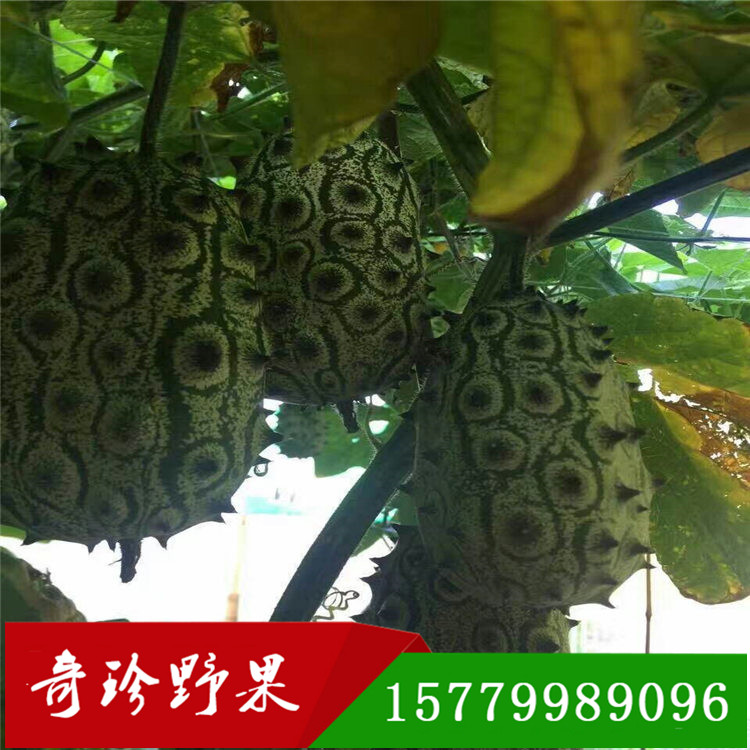 火參果 刺角瓜奇珍野果農(nóng)業(yè)開發(fā)有限公司種子直發(fā)