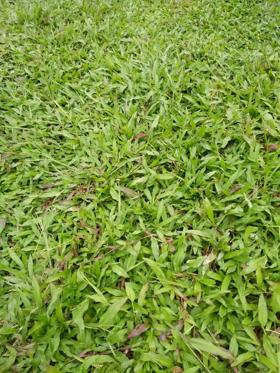 夏威夷卷草批發(fā) 夏威夷卷草批發(fā)商 夏威夷卷草批發(fā)報價 中山夏威夷卷草