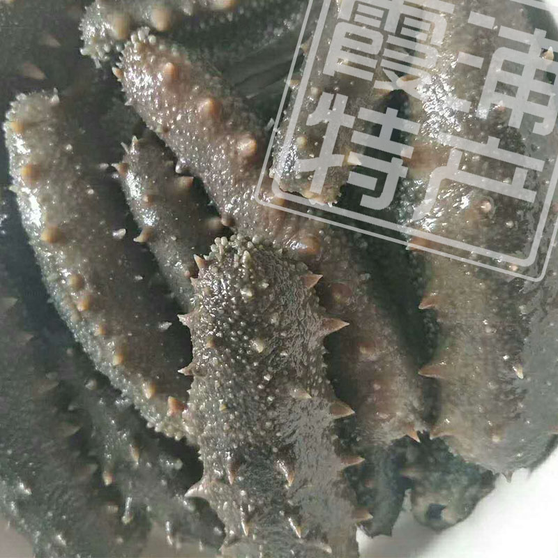 霞浦特產(chǎn)拉缸鹽海參