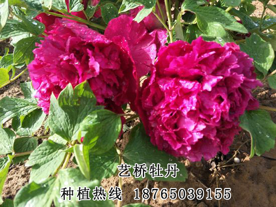 熱銷牡丹種植基地熱銷牡丹批發(fā)出售