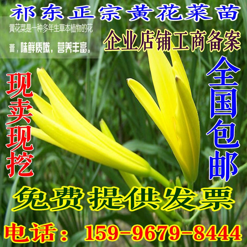 祁東*食用黃花菜種苗*黃花菜