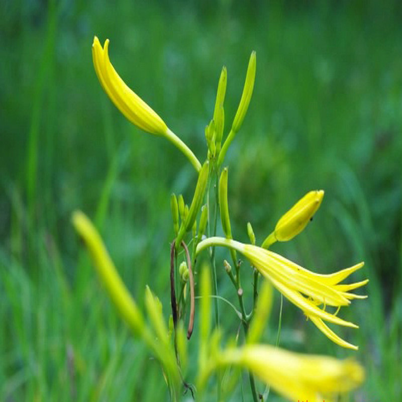 祁東黃花菜種苗*黃花菜根黃花菜