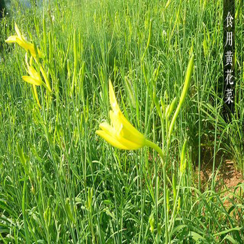 祁東黃花菜種苗*黃花菜根黃花菜