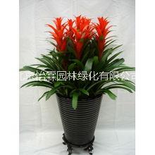 北京花卉租賃公司綠植租擺