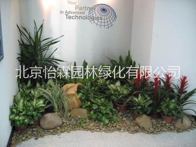 北京綠植租擺 北京綠植租擺,花卉銷售