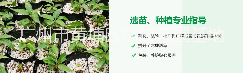 宮粉紫 宮粉紫廠家批發(fā)  廣東宮粉紫大量供應(yīng) 宮粉紫種子 宮粉紫花木